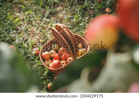 Apples in basket on green grass in autumn orchard. Apple harvest and picking apples on farm in autumn. Background