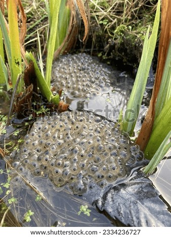 Frogspawn of the common frog (Rana temporaria) in a garden pond