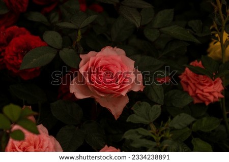 Stunning pink rose with pointy petals. Roses come in different colors, shapes and sizes. This one stands out thanks to its bright color and defined pattern.
