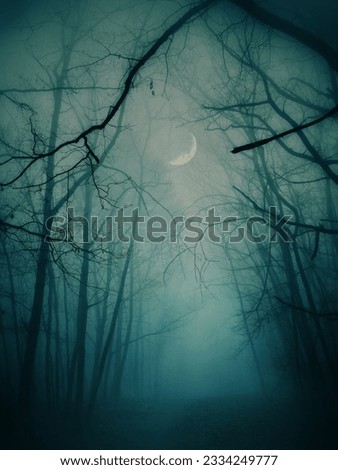 blue fog in the black forest in the moonlight