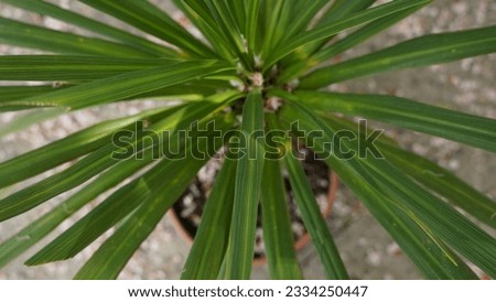Green plant shot from above. Central composition. Not sharp - easy to use as a background image. Royalty-Free Stock Photo #2334250447