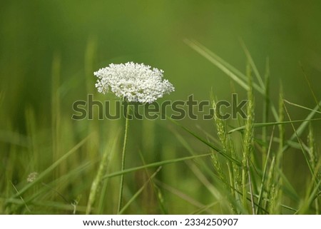 White grass flower blooming in summer for conservation education environmental education house decoration desktop wall paper