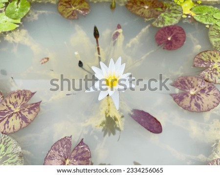 Amidst the green lotus leaves and reddish-brown underwater, elegant white lotus flowers with golden yellow stamens grace the water's surface, forming a picturesque bouquet embellished with subtle alga