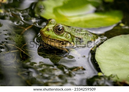 Frog in water. One green pool frog swimming. Pelophylax lessonae. European frog. Marsh frog with Nymphaea leaf. Royalty-Free Stock Photo #2334259509