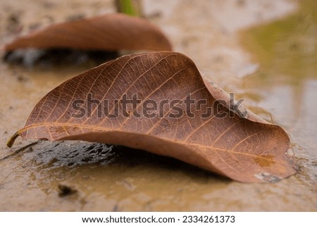 dry leaves, pictures taken at close range