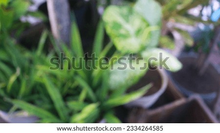 Blurred photo of plants growing in a garden