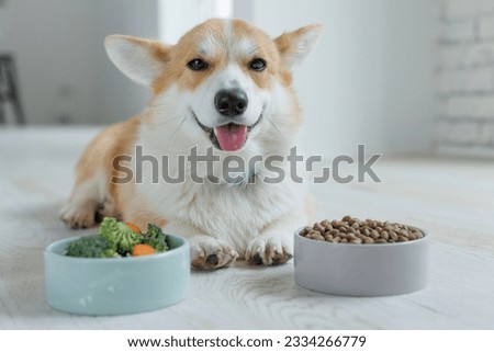 The dog eats food with vitamins. Royalty-Free Stock Photo #2334266779