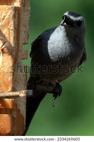 A Gray headed Catbird on the bird feeder                               