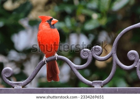 A closeup of a red cardinal bird perched on the bench