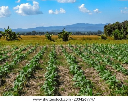 Young tobacco plants on a field in northern Thailand