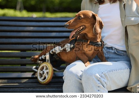 Disabled dachshund dog in a wheel chair sitting on a bench with the owner Royalty-Free Stock Photo #2334270203