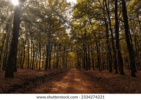 A view of a path in the Foloi oak forest, Greece with trees and fallen leaves in autumn light Royalty-Free Stock Photo #2334274221