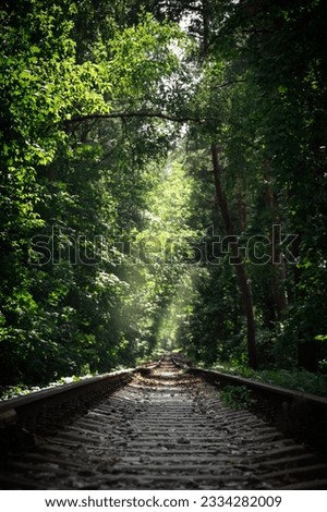 abandoned forest rail road in summer forest