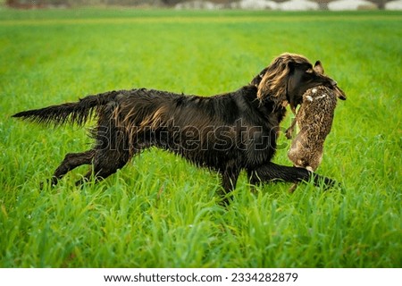 Hunting dog carrying a hare