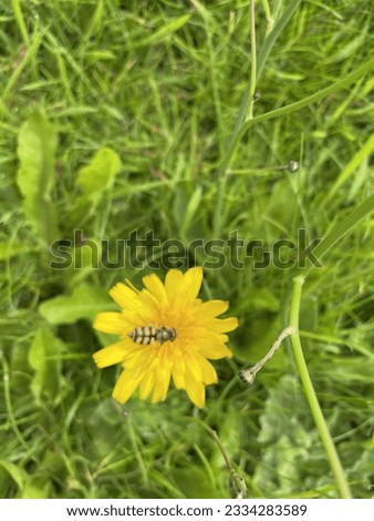 Sunflower and a bee in a summer season 