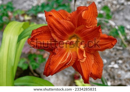 Hemerocallis 'Sachsen Red Double' is a daylily with double red flowers Royalty-Free Stock Photo #2334285831
