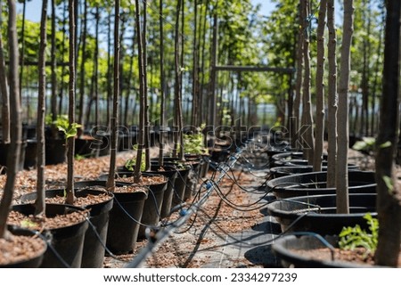 Nut trees in plastic pots on tree nursery Royalty-Free Stock Photo #2334297239