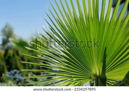 Palm Washingtonia in the nursery for plants. .The concept of tropical plants Royalty-Free Stock Photo #2334297895
