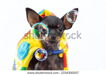 The Chihuahua or Chihuahueño is a breed of dog native to Mexico. It is one of the oldest dog breeds on the American continent, as well as being the smallest dog in the world.
