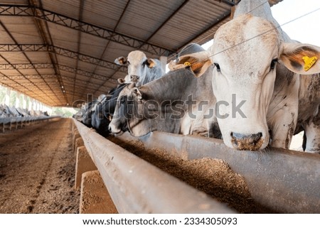 Nellore cattle eating in confinement Royalty-Free Stock Photo #2334305093