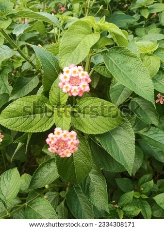 Lantana camara is a species of flowering plant within the verbena family, native to the American tropics. It is a very adaptable species, which can inhabit a wide variety of ecosystems.