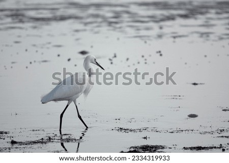              Snowy Egret enjoying the morning sunshine as it forages along the water’s edge on Fish Haul Beach.                 
