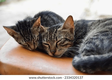 A cute tabby cat sleeping with its mother on an orange chair on a soft background