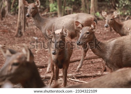 a group of young deer that are starting to become extinct