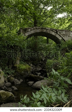 Old bridge oner the creek in the rainforest.
