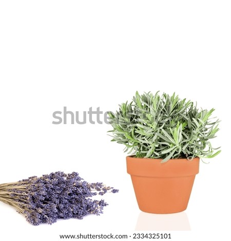 Lavender flowers and herb plant growing in a terracotta pot, over white background.