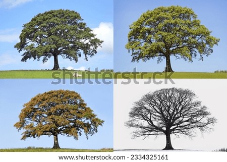 Oak tree time lapse in the four seasons of spring, summer, fall and winter in rural countryside all set against a blue sky.