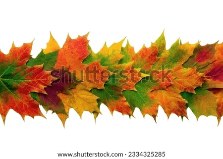 Maple leaves in vivid colors of fall overlaid in a line forming a central band, over white background.