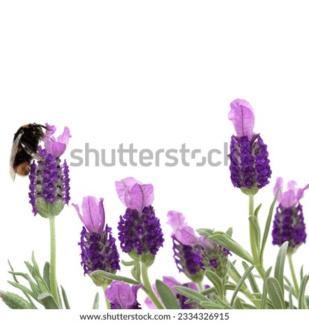 Lavender herb flowers with a bumble bee gathering pollen, over white background.