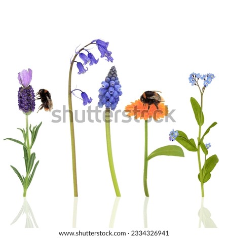 Bumble bees on marigold and lavender flowers with a bluebell, forget me knot and grape hyacinth, over white background.
