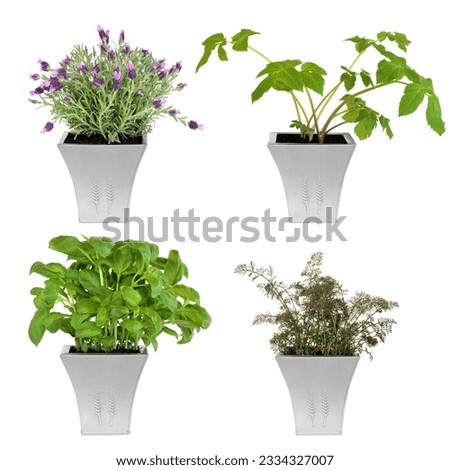 Lavender, angelica, basil and bronze fennel herbs growing in distressed pewter pots, isolated over white background.