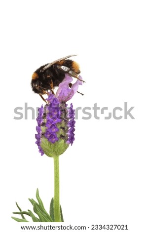 Bumblebee gathering pollen from a lavender herb flower head, over white backgorund.