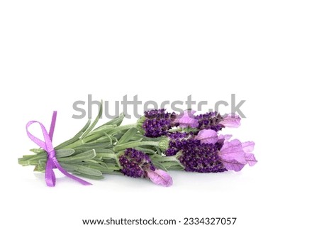Lavender herb flowers isolated over white background.