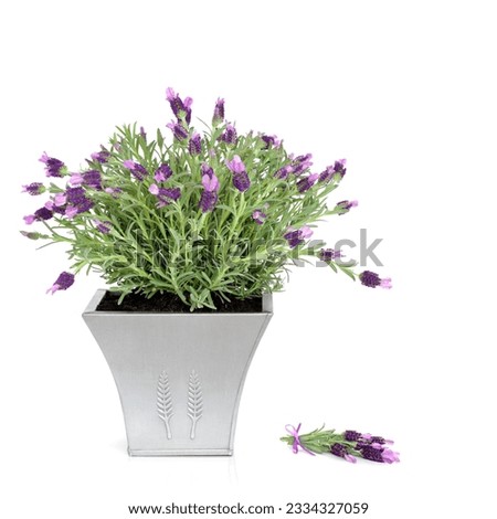 Lavender herb plant with flowers in a pewter pot with floral sprig, over white background.