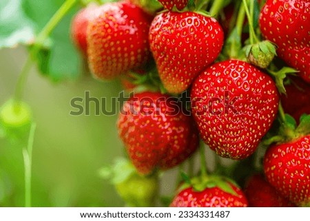 Harvesting of fresh ripe big organic red strawberry fruit in own garden. Banner with strawberry plants in a planthouse. Royalty-Free Stock Photo #2334331487