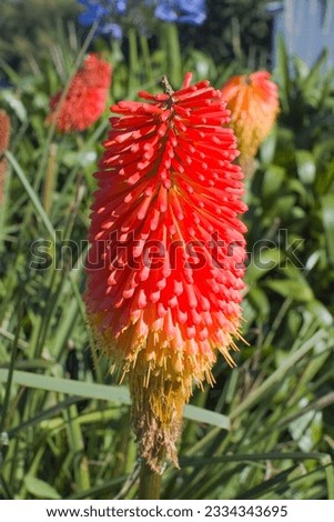cornwall england uk wild flowers known as red hot pokers