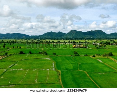 nature rice fields in the countryside