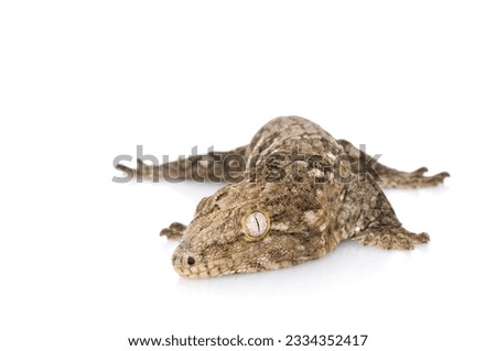 Island -E- Leaky Gecko against white background.