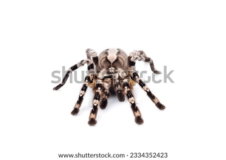 Indian Ornamental Tarantula -Poecilotheria regalis- against white background.