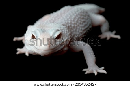 Mack Blazing Blizzard Gecko -Female- against black background.