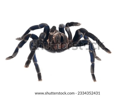 Cobalt Blue Tarantula in angry pose with visible fangs.
