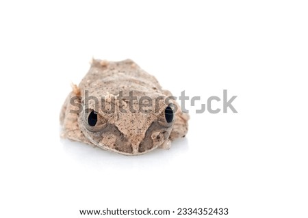 African Big eyed Tree Frog -Leptopelis- against white background.