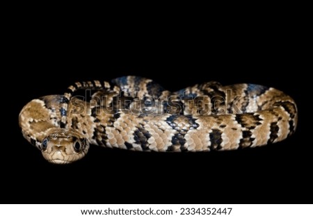 False Water Cobra coiled up against a black background.