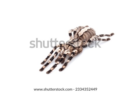Indian Ornamental Tarantula -Poecilotheria regalis- playing dead against white background.
