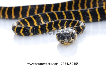 Jungle Carpet Snake against a white background.