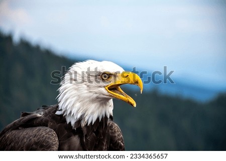 A bald eagle with open beak Royalty-Free Stock Photo #2334365657